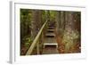 Parry Kauri Park, Auckland Region, North Island, New Zealand-David Wall-Framed Photographic Print