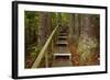 Parry Kauri Park, Auckland Region, North Island, New Zealand-David Wall-Framed Photographic Print