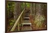 Parry Kauri Park, Auckland Region, North Island, New Zealand-David Wall-Framed Photographic Print