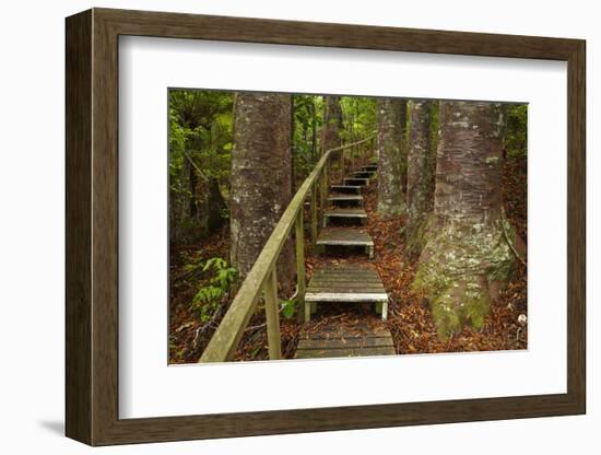 Parry Kauri Park, Auckland Region, North Island, New Zealand-David Wall-Framed Photographic Print