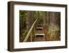 Parry Kauri Park, Auckland Region, North Island, New Zealand-David Wall-Framed Photographic Print