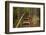 Parry Kauri Park, Auckland Region, North Island, New Zealand-David Wall-Framed Photographic Print