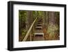 Parry Kauri Park, Auckland Region, North Island, New Zealand-David Wall-Framed Photographic Print