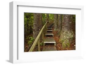 Parry Kauri Park, Auckland Region, North Island, New Zealand-David Wall-Framed Photographic Print