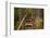 Parry Kauri Park, Auckland Region, North Island, New Zealand-David Wall-Framed Photographic Print