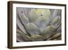 Parry's agave or mescal agave.-Mallorie Ostrowitz-Framed Photographic Print