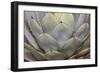 Parry's agave or mescal agave.-Mallorie Ostrowitz-Framed Photographic Print