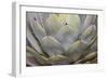 Parry's agave or mescal agave.-Mallorie Ostrowitz-Framed Photographic Print