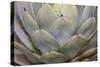 Parry's agave or mescal agave.-Mallorie Ostrowitz-Stretched Canvas