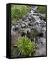 Parry's Primrose Growing in a Stream, American Basin, Uncompahgre National Forest, Colorado, USA-James Hager-Framed Stretched Canvas