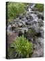 Parry's Primrose Growing in a Stream, American Basin, Uncompahgre National Forest, Colorado, USA-James Hager-Stretched Canvas