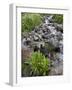 Parry's Primrose Growing in a Stream, American Basin, Uncompahgre National Forest, Colorado, USA-James Hager-Framed Photographic Print