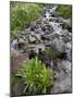 Parry's Primrose Growing in a Stream, American Basin, Uncompahgre National Forest, Colorado, USA-James Hager-Mounted Photographic Print