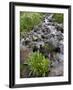 Parry's Primrose Growing in a Stream, American Basin, Uncompahgre National Forest, Colorado, USA-James Hager-Framed Photographic Print