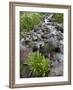 Parry's Primrose Growing in a Stream, American Basin, Uncompahgre National Forest, Colorado, USA-James Hager-Framed Photographic Print