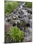 Parry's Primrose Growing in a Stream, American Basin, Uncompahgre National Forest, Colorado, USA-James Hager-Mounted Photographic Print