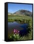 Parry's Primrose Next to a Tarn, Porphyry Basin, San Juan National Forest, Colorado, USA-James Hager-Framed Stretched Canvas