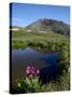 Parry's Primrose Next to a Tarn, Porphyry Basin, San Juan National Forest, Colorado, USA-James Hager-Stretched Canvas