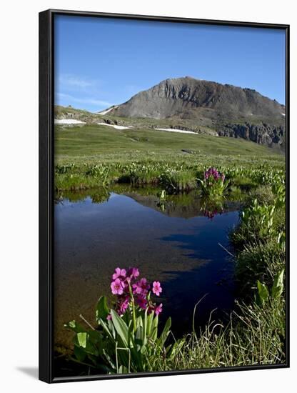 Parry's Primrose Next to a Tarn, Porphyry Basin, San Juan National Forest, Colorado, USA-James Hager-Framed Photographic Print