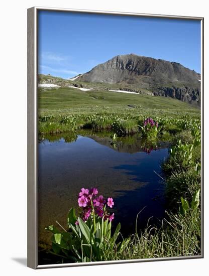 Parry's Primrose Next to a Tarn, Porphyry Basin, San Juan National Forest, Colorado, USA-James Hager-Framed Photographic Print