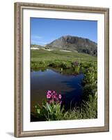 Parry's Primrose Next to a Tarn, Porphyry Basin, San Juan National Forest, Colorado, USA-James Hager-Framed Photographic Print