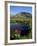 Parry's Primrose Next to a Tarn, Porphyry Basin, San Juan National Forest, Colorado, USA-James Hager-Framed Photographic Print