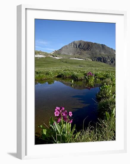 Parry's Primrose Next to a Tarn, Porphyry Basin, San Juan National Forest, Colorado, USA-James Hager-Framed Photographic Print