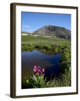 Parry's Primrose Next to a Tarn, Porphyry Basin, San Juan National Forest, Colorado, USA-James Hager-Framed Photographic Print