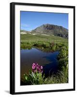 Parry's Primrose Next to a Tarn, Porphyry Basin, San Juan National Forest, Colorado, USA-James Hager-Framed Photographic Print