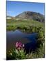 Parry's Primrose Next to a Tarn, Porphyry Basin, San Juan National Forest, Colorado, USA-James Hager-Mounted Photographic Print