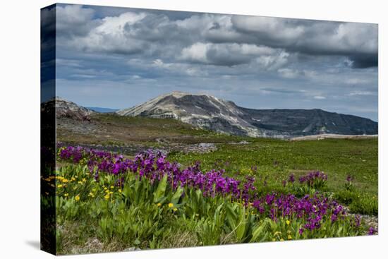 Parry's Primrose, Primuli Parryi, Alaska Basin Wilderness, Idaho-Howie Garber-Stretched Canvas