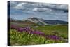 Parry's Primrose, Primuli Parryi, Alaska Basin Wilderness, Idaho-Howie Garber-Stretched Canvas