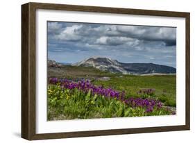 Parry's Primrose, Primuli Parryi, Alaska Basin Wilderness, Idaho-Howie Garber-Framed Photographic Print