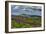 Parry's Primrose, Primuli Parryi, Alaska Basin Wilderness, Idaho-Howie Garber-Framed Photographic Print