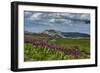 Parry's Primrose, Primuli Parryi, Alaska Basin Wilderness, Idaho-Howie Garber-Framed Photographic Print