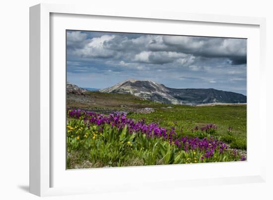 Parry's Primrose, Primuli Parryi, Alaska Basin Wilderness, Idaho-Howie Garber-Framed Photographic Print