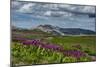 Parry's Primrose, Primuli Parryi, Alaska Basin Wilderness, Idaho-Howie Garber-Mounted Photographic Print