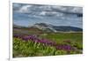 Parry's Primrose, Primuli Parryi, Alaska Basin Wilderness, Idaho-Howie Garber-Framed Photographic Print