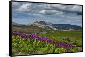 Parry's Primrose, Primuli Parryi, Alaska Basin Wilderness, Idaho-Howie Garber-Framed Stretched Canvas