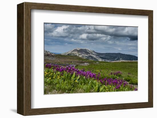 Parry's Primrose, Primuli Parryi, Alaska Basin Wilderness, Idaho-Howie Garber-Framed Photographic Print