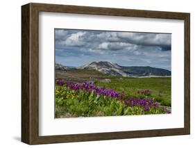 Parry's Primrose, Primuli Parryi, Alaska Basin Wilderness, Idaho-Howie Garber-Framed Photographic Print