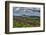 Parry's Primrose, Primuli Parryi, Alaska Basin Wilderness, Idaho-Howie Garber-Framed Photographic Print