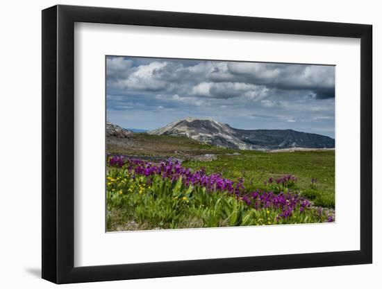 Parry's Primrose, Primuli Parryi, Alaska Basin Wilderness, Idaho-Howie Garber-Framed Photographic Print