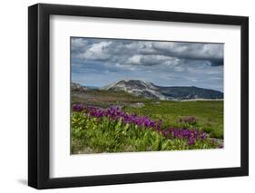 Parry's Primrose, Primuli Parryi, Alaska Basin Wilderness, Idaho-Howie Garber-Framed Photographic Print