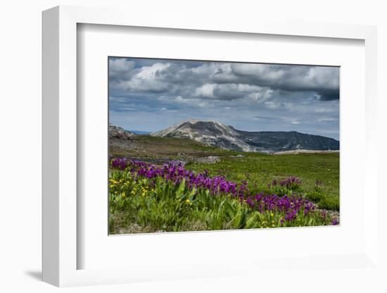 Parry's Primrose, Primuli Parryi, Alaska Basin Wilderness, Idaho-Howie Garber-Framed Photographic Print