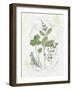 Parsley and Sage-Elissa Della-piana-Framed Art Print