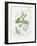 Parsley and Sage-Elissa Della-piana-Framed Art Print