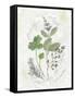 Parsley and Sage-Elissa Della-piana-Framed Stretched Canvas