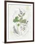 Parsley and Sage-Elissa Della-piana-Framed Art Print