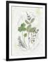 Parsley and Sage-Elissa Della-piana-Framed Art Print